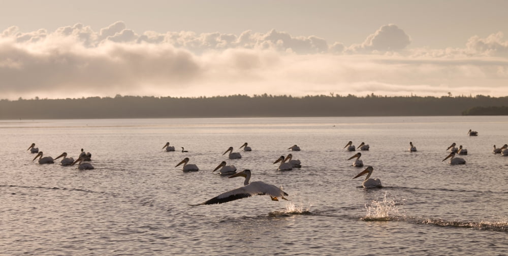 Lake Of The Woods Ontario Canada Pelicans Floating On A Lake Canvas Art - Keith Levit Design Pics (42 x 20)