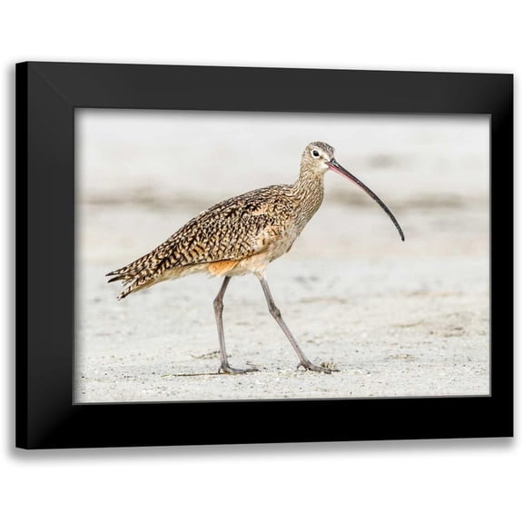 Lake, Shelley 24x18 Black Modern Framed Museum Art Print Titled - Long Billed Curlew