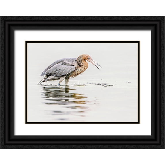 Lake, Shelley 24x18 Black Ornate Wood Framed with Double Matting Museum Art Print Titled - Reddish Egret