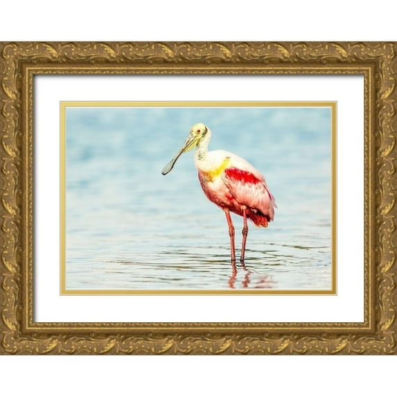 Lake, Shelley 24x18 Gold Ornate Wood Framed with Double Matting Museum Art Print Titled - Roseatte Spoonbill