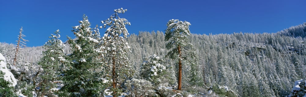 Lake Tahoe California in winter Canvas Art - Panoramic Images (36 x 12)