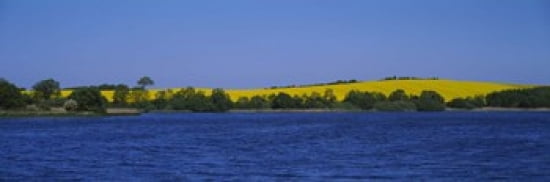 Lake in front of a rape field Holstein Schleswig-Holstein Germany Canvas Art - Panoramic Images (36 x 12)