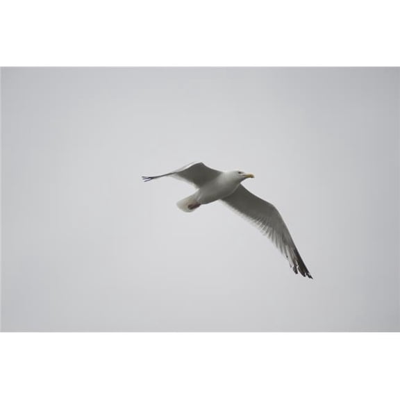 Lake of The Woods Ontario Canada - Gulls Over The Lake Poster Print