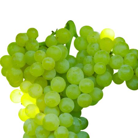 Lakemont Seedless Grape Vine Live – 1 Gallon