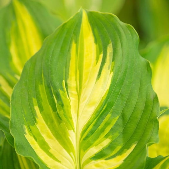 Lakeside Paisley Print Hosta Root - Attracts Butterflies and Hummingbirds - Easy to Grow Perennial - Great for Shady Gardens