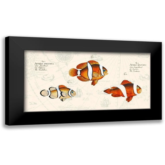 Lamanche, Stef 14x9 Black Modern Framed Museum Art Print Titled - Tropical fish I- After Bloch