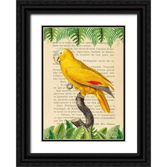 Lamanche, Stef 18x24 Black Ornate Wood Framed with Double Matting Museum Art Print Titled - The Blue-Fronted Parrot- After Levaillant