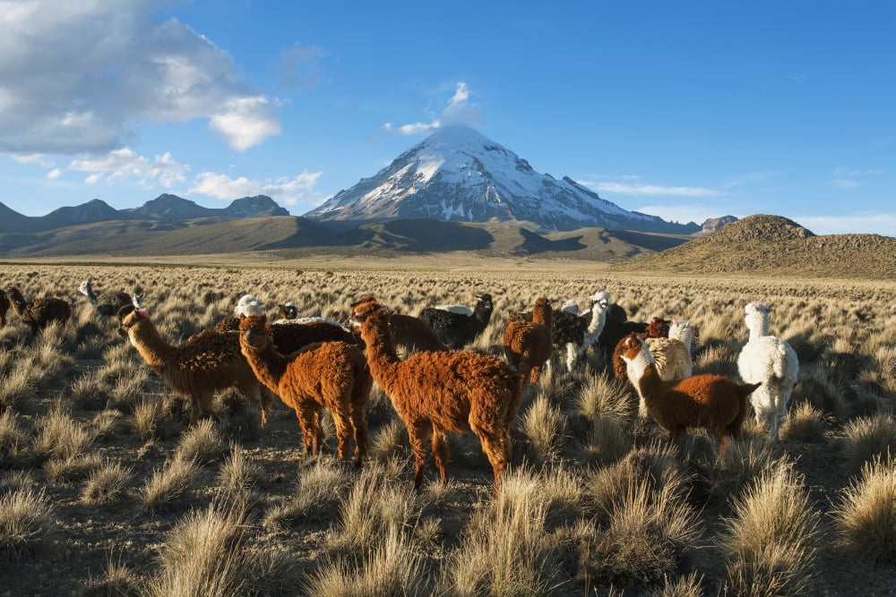 Lamas in front of Nevado Sajama Sajama National Park Bolivia Canvas Art - Carl Bruemmer Design Pics (19 x 12)
