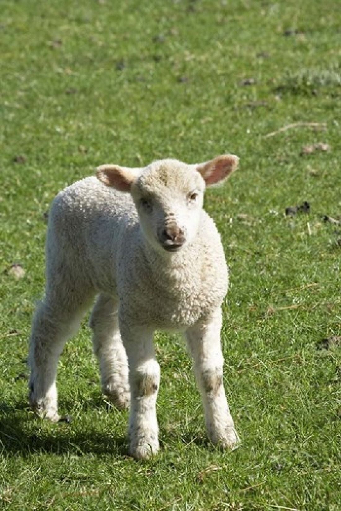 Lamb Farm animal Otago South Island New Zealand Canvas Art - David Wall DanitaDelimont (12 x 17)