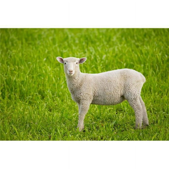 Lamb Poster Print by Don Hammond, 17 x 11