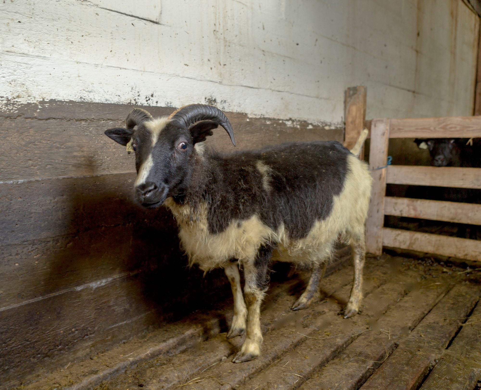 Lamb in a pen Ewe Eastern Iceland Canvas Art - Panoramic Images (22 x 27)