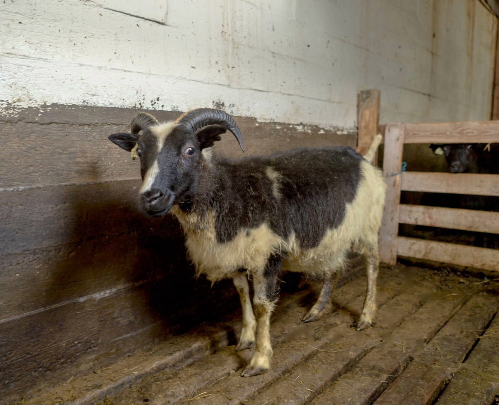 Lamb in a pen Ewe Eastern Iceland Canvas Art - Panoramic Images (29 x 36)