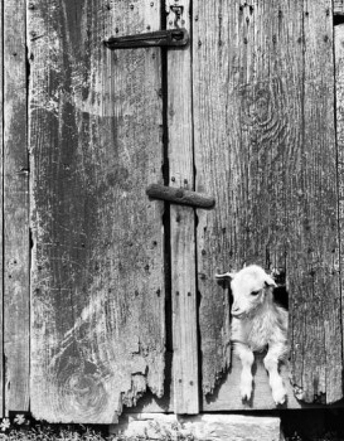 Lamb peeking through a hole in a door Canvas Art - (18 x 24)