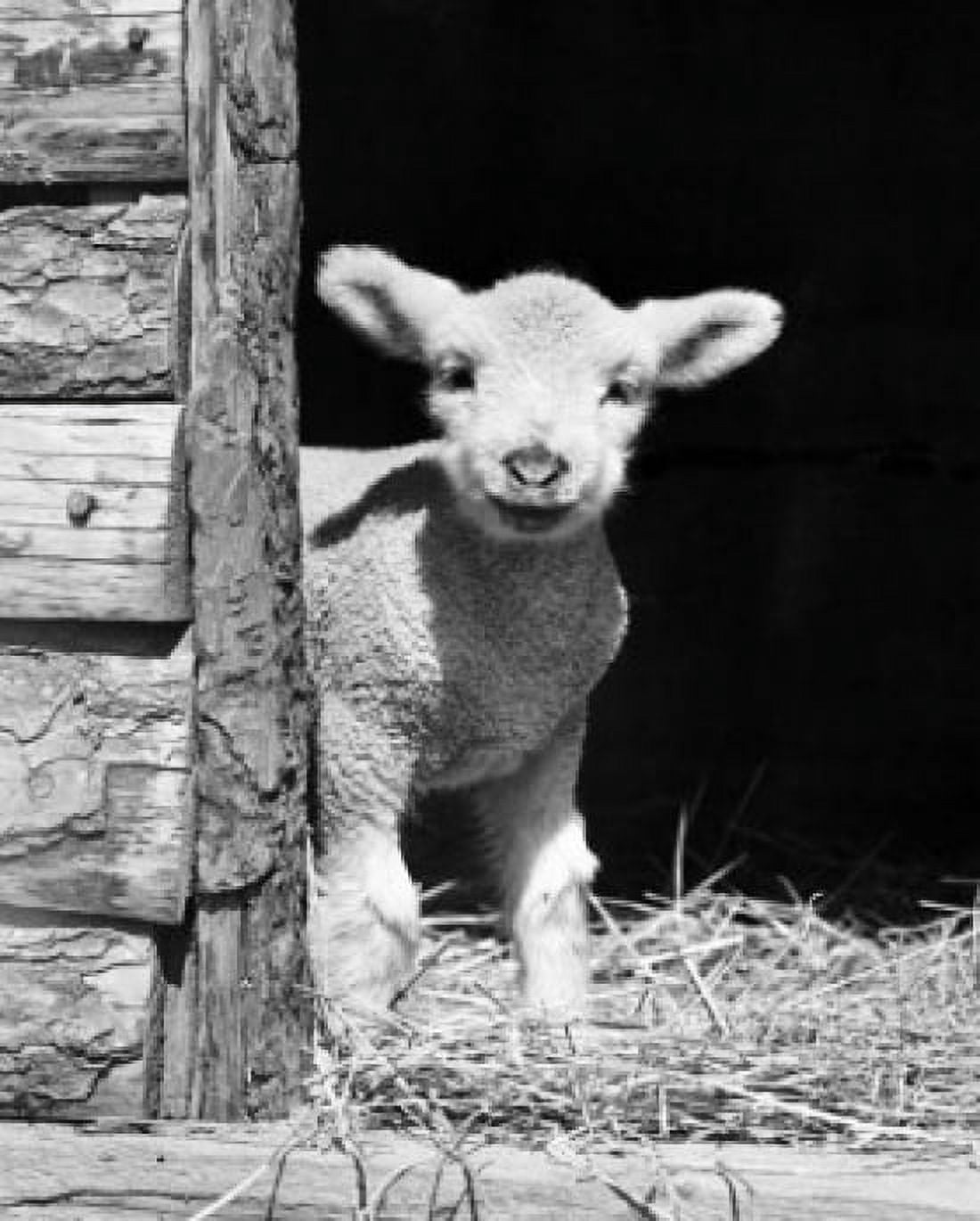 Lamb standing in a barn Canvas Art - (24 x 36)