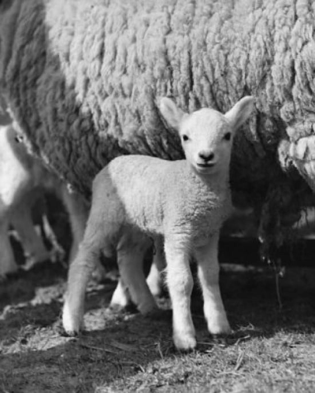 Lamb standing in front of a sheep Canvas Art - (24 x 36)
