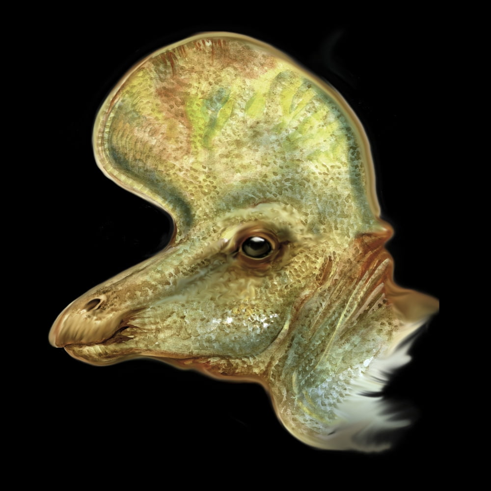 Lambeosaurus portrait Canvas Art - Jan SovakStocktrek Images (29 x 29)