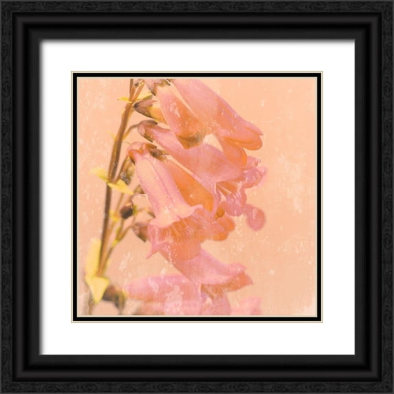 Lambert, Tom 20x20 Black Ornate Wood Framed with Double Matting Museum Art Print Titled - Romantic Foxglove