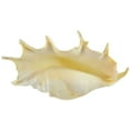 thumbnail image 1 of Lambis Truncata Spider Conch Decorative Seashell Table Top Centerpiece 9-10", 1 of 3