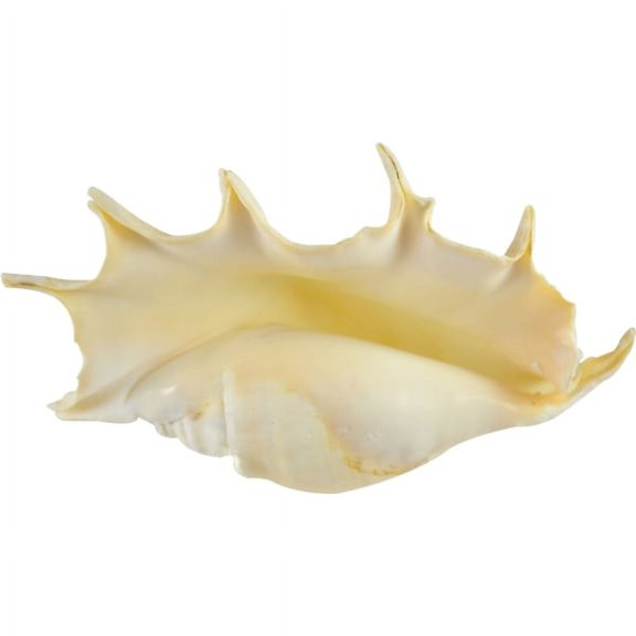 Lambis Truncata Spider Conch Polished Shell Decorative Large Seashell 10"