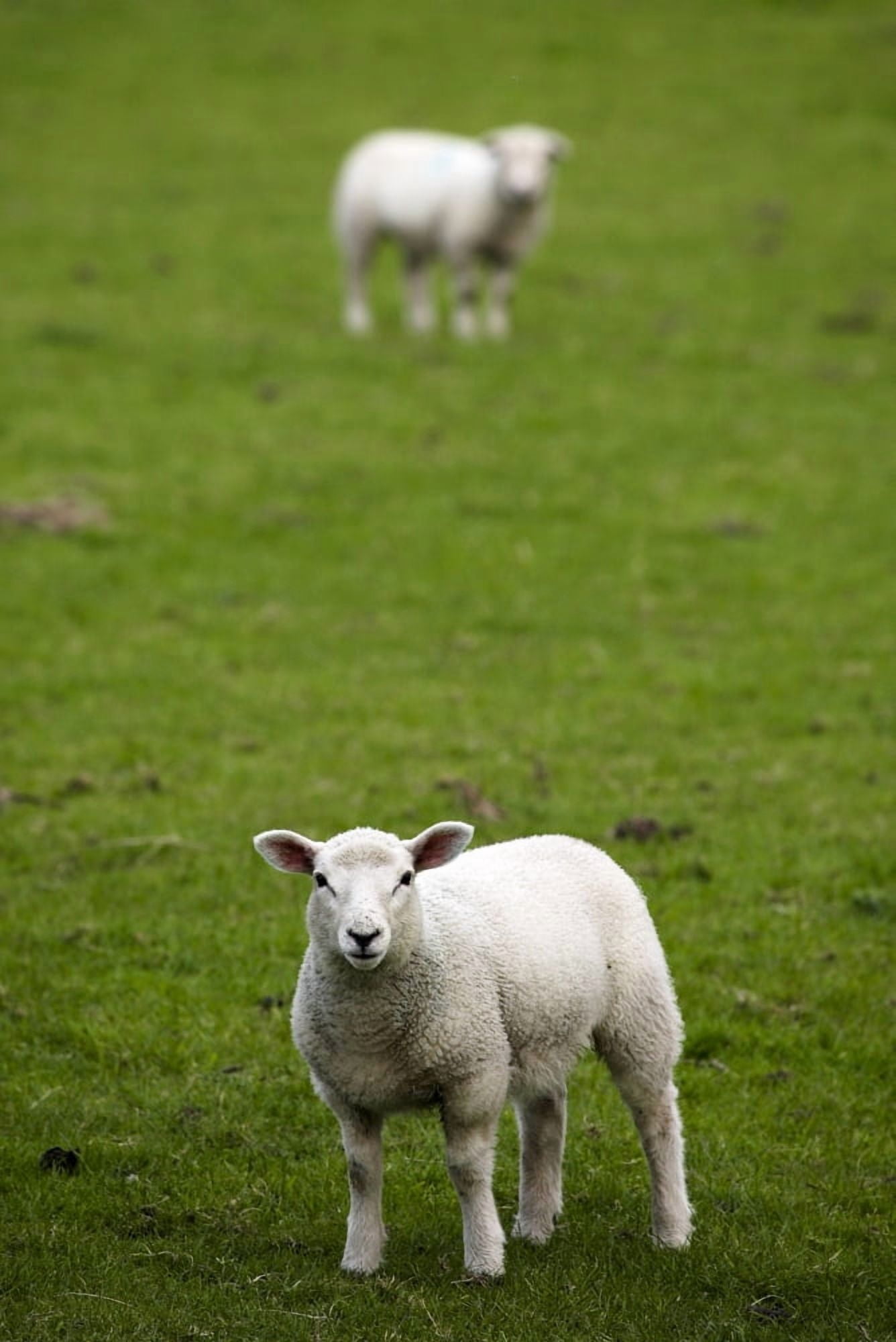 Lambs In A Field Canvas Art - Chris Upton Design Pics (22 x 34)