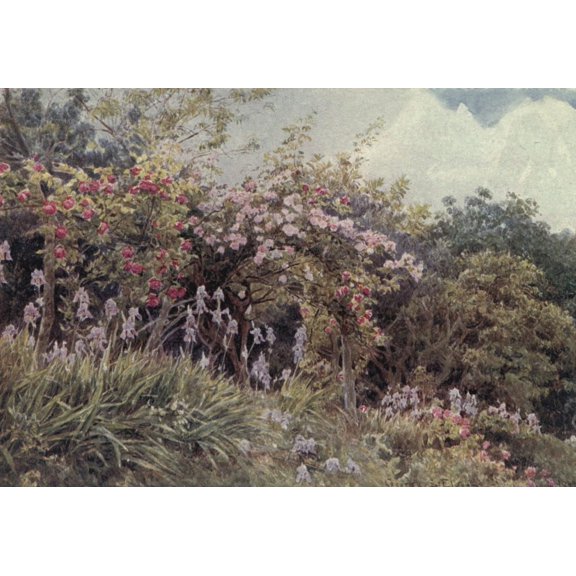 Lamia's Winter-quarters 1907 Roses & Iris Poster Print by George S. Elgood (24 x 36)