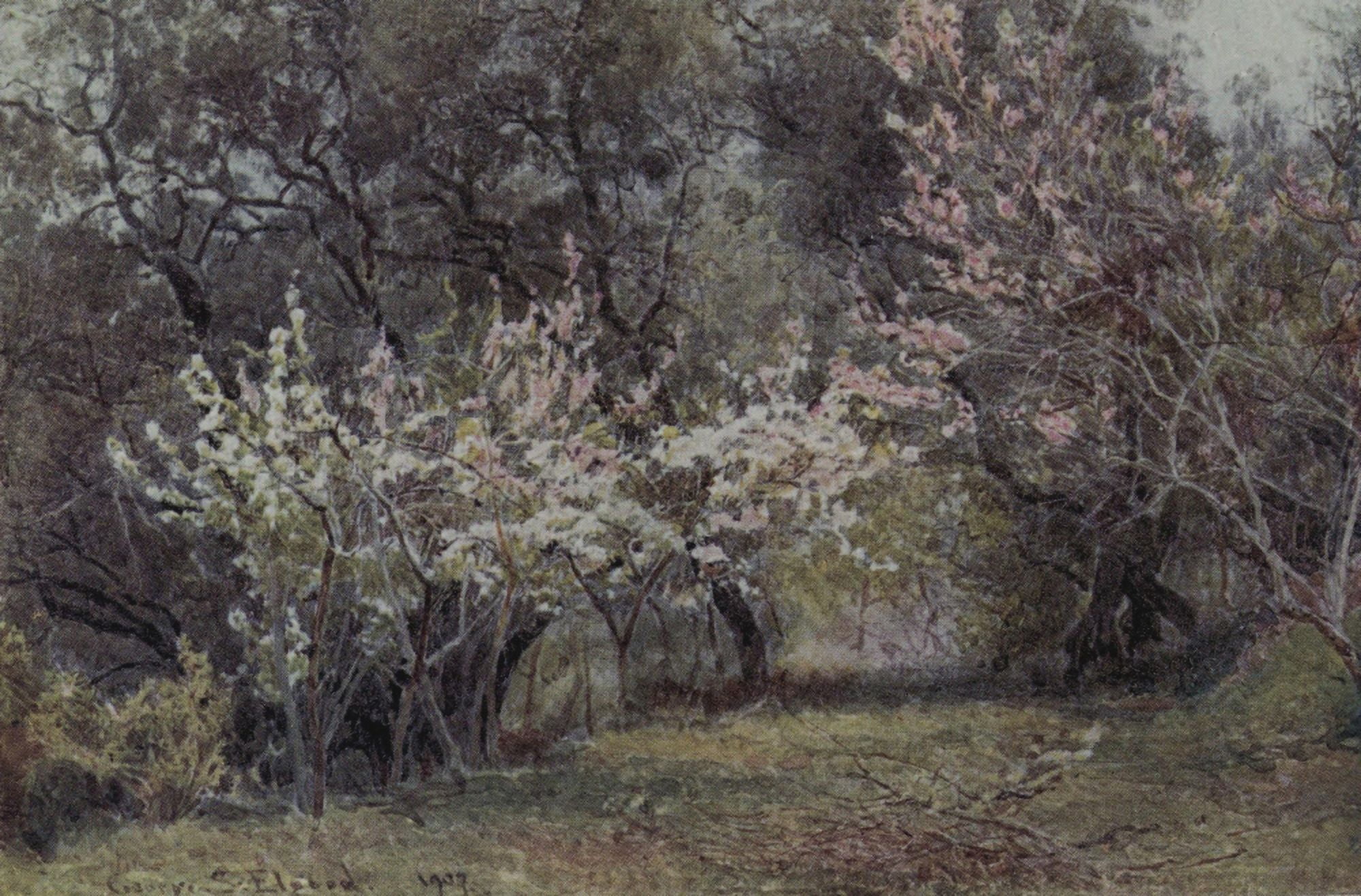 Lamias Winter-quarters 1907 Peach plum and pear blossom Canvas Art - George S Elgood (18 x 24)