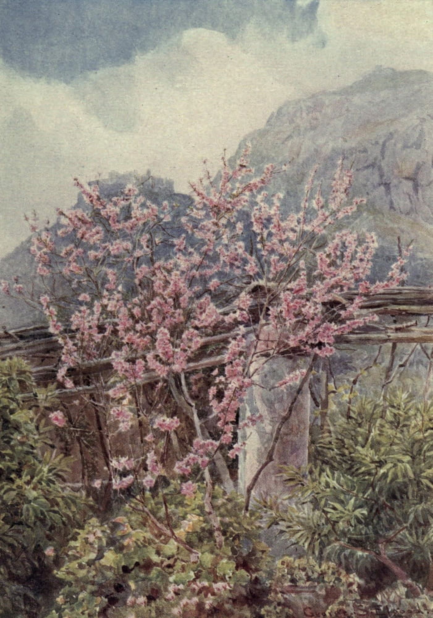 Lamias Winter-quarters 1907 Peach trees ablow Canvas Art - George S Elgood (18 x 24)