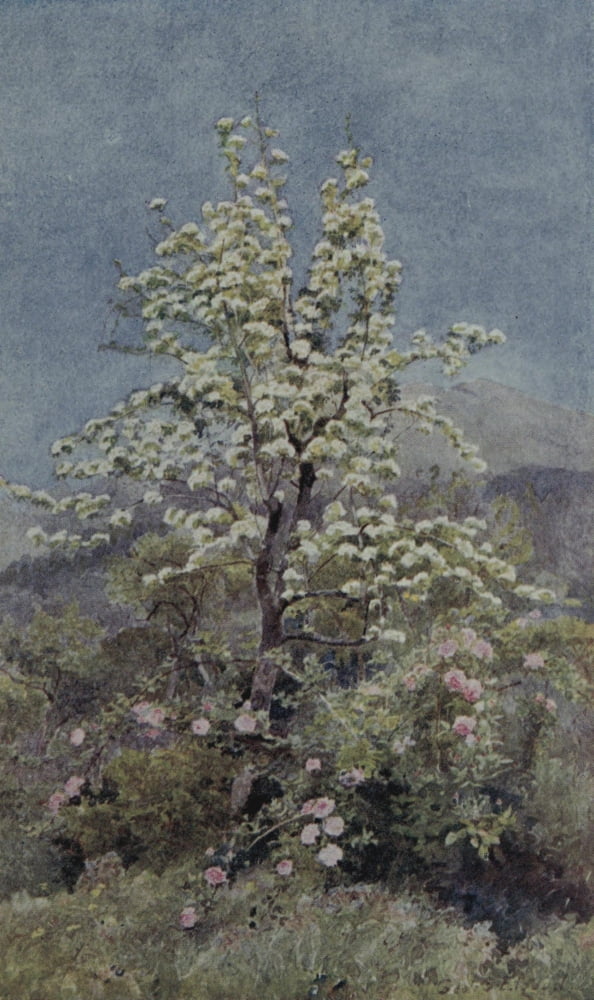 Lamias Winter-quarters 1907 Pear blossom Maritime Alps Canvas Art - George S Elgood (24 x 36)