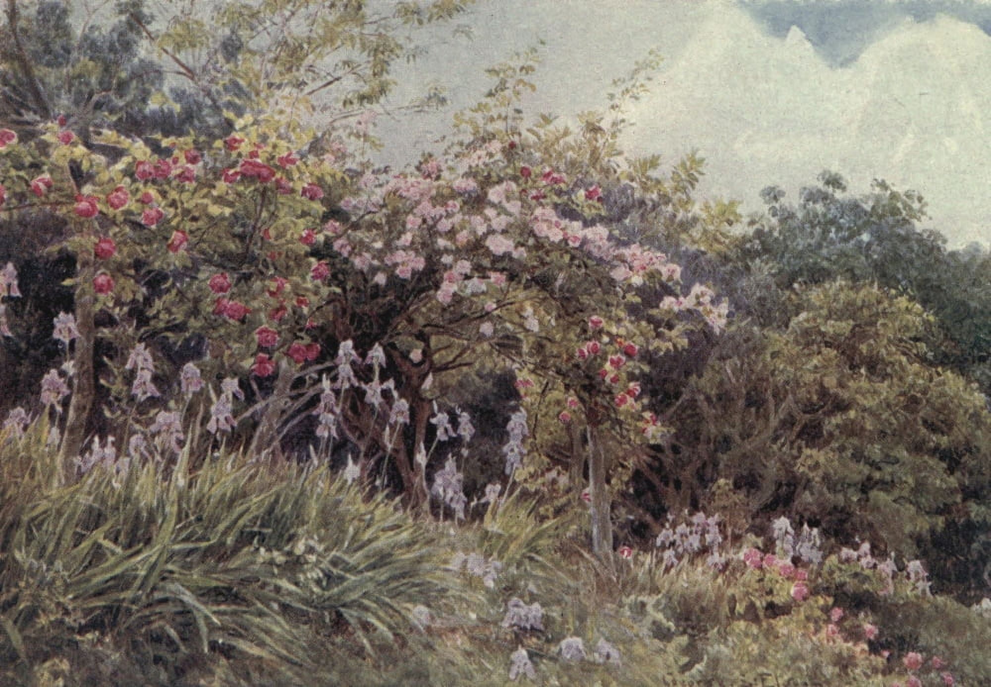 Lamias Winter-quarters 1907 Roses & Iris Canvas Art - George S Elgood (18 x 24)