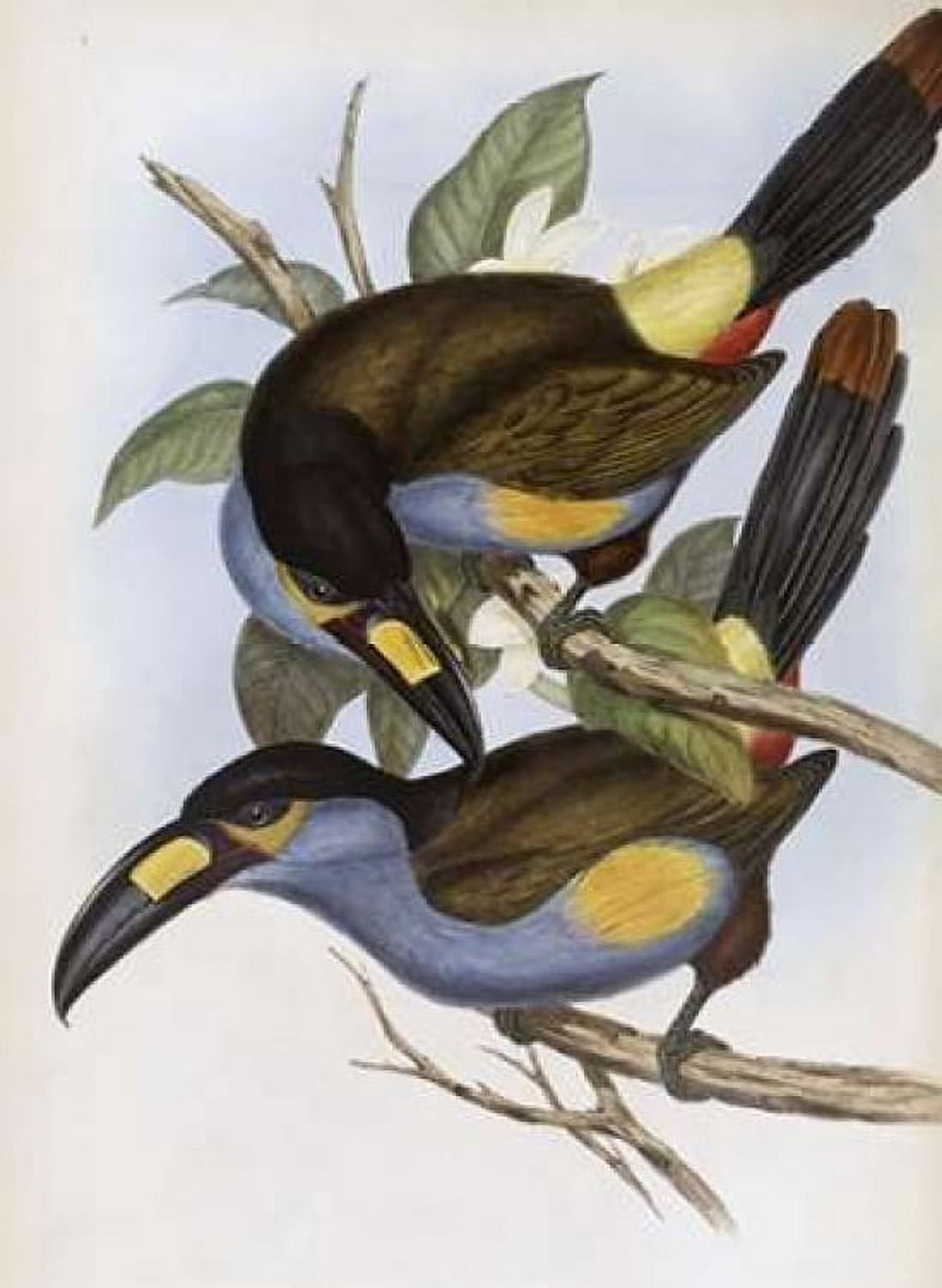 Laminated Hill Toucan Canvas Art - John Glover (18 x 24)