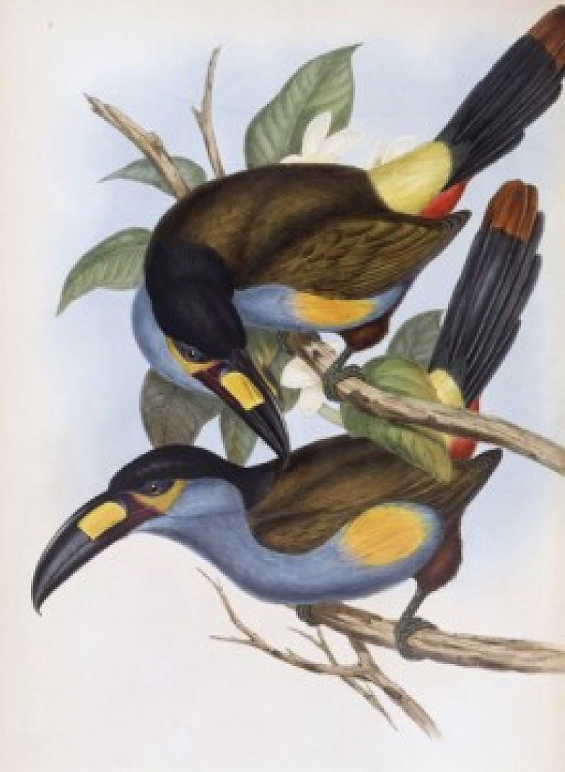 Laminated Hill Toucan John Gould (1804-1881 British) Canvas Art - John Gould (18 x 24)
