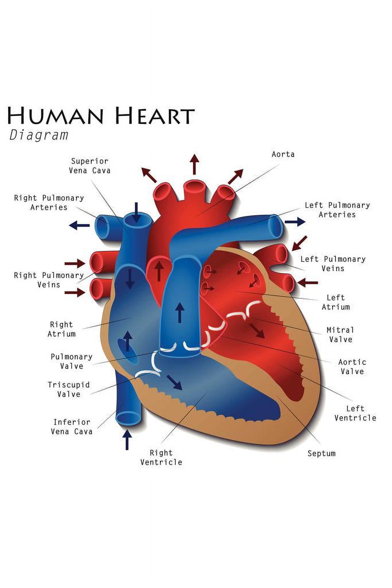 Laminated Human Heart Diagram Anatomy Diagram Educational Chart Poster 