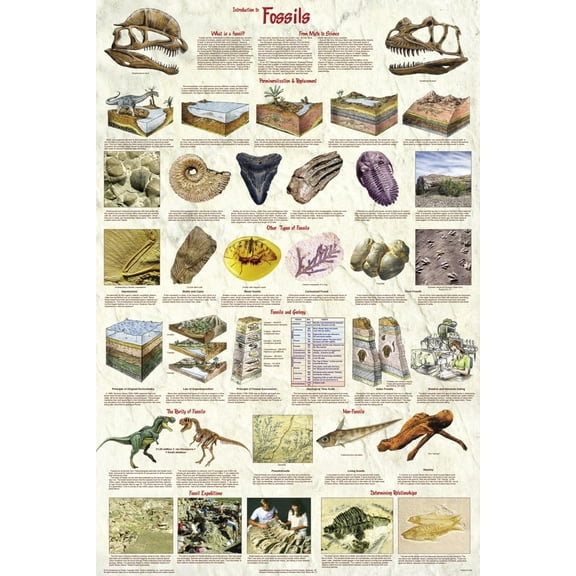 Feenixx Laminated Introduction to Fossils Poster 24.5 x 36.5