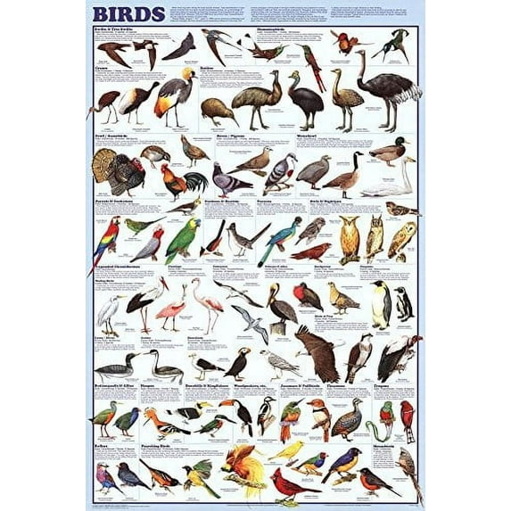 Laminated Poster Birds Educational Science Chart 24 x 36