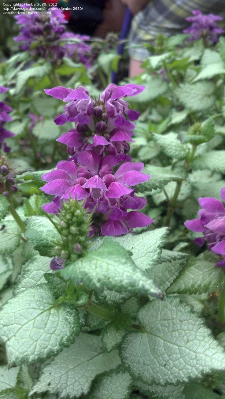 Sacred Roots Nursery, Lamium maculatum Purple Dragon Live Starter Plant,  Shade Groundcover Flowers - Walmart.com, image size:736x1305