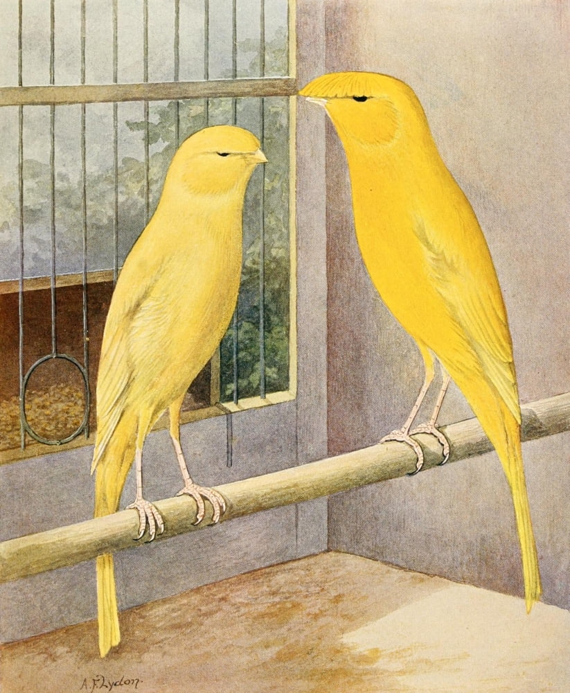 Lanashire Canaries Canvas Art - AF Lydon (24 x 36)