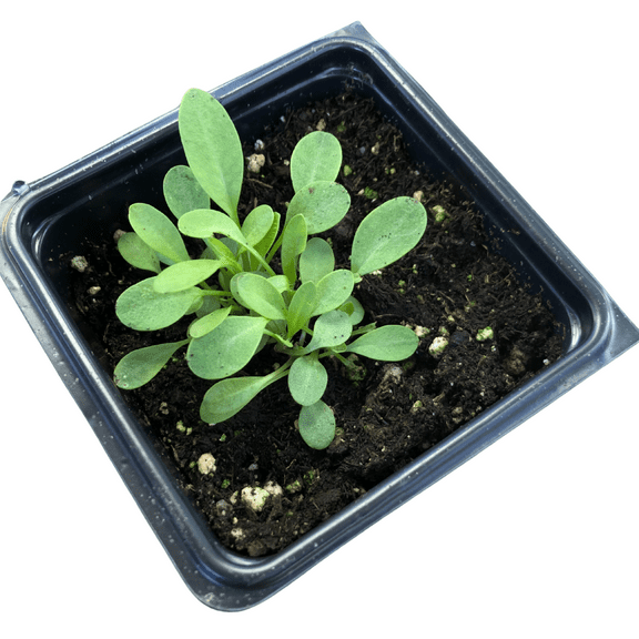 Lanceleaf Coreopsis (Coreopsis lanceolata) Organic Plant in 2.5-inch Pot by Smoke Camp Crafts - Native North American Pollinator