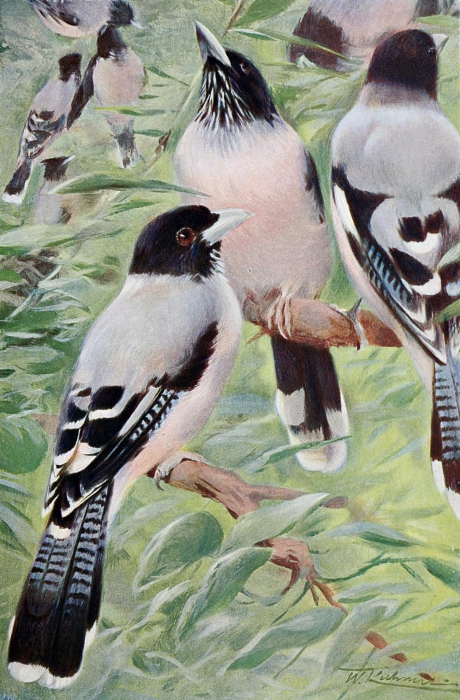 Lanceolated Jay Canvas Art - FW Kuhnert (18 x 24)