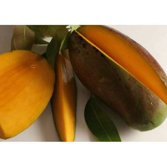 Lancetilla mango tree GRAFTED about 2 Ft Tall. SHIP TO ALL STATES