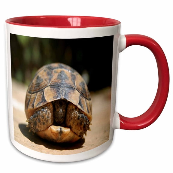 3drose, Land Turtle Hiding in Shell, Young Spur-thighed Tortoise Hiding in Carapace, 11oz Two-tone Red Mug