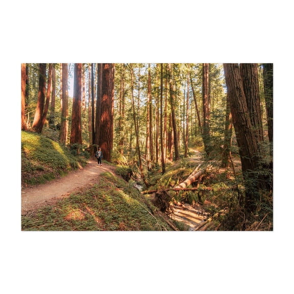 Land of Giants - Felton California Photography Forest Nature Woodland Wilderness Scenic Autumn Unframed Wall Art Print 16 x 24 inches