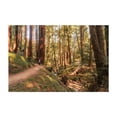 thumbnail image 1 of Land of Giants - Felton California Photography Forest Nature Woodland Wilderness Scenic Autumn Unframed Wall Art Print 32 x 48 inches, 1 of 7
