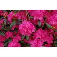 thumbnail image 1 of Landmark Rhododendron, 1 of 5