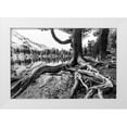 thumbnail image 1 of Landolt, Susanne 32x23 White Modern Wood Framed Museum Art Print Titled - Old Tree, 1 of 4