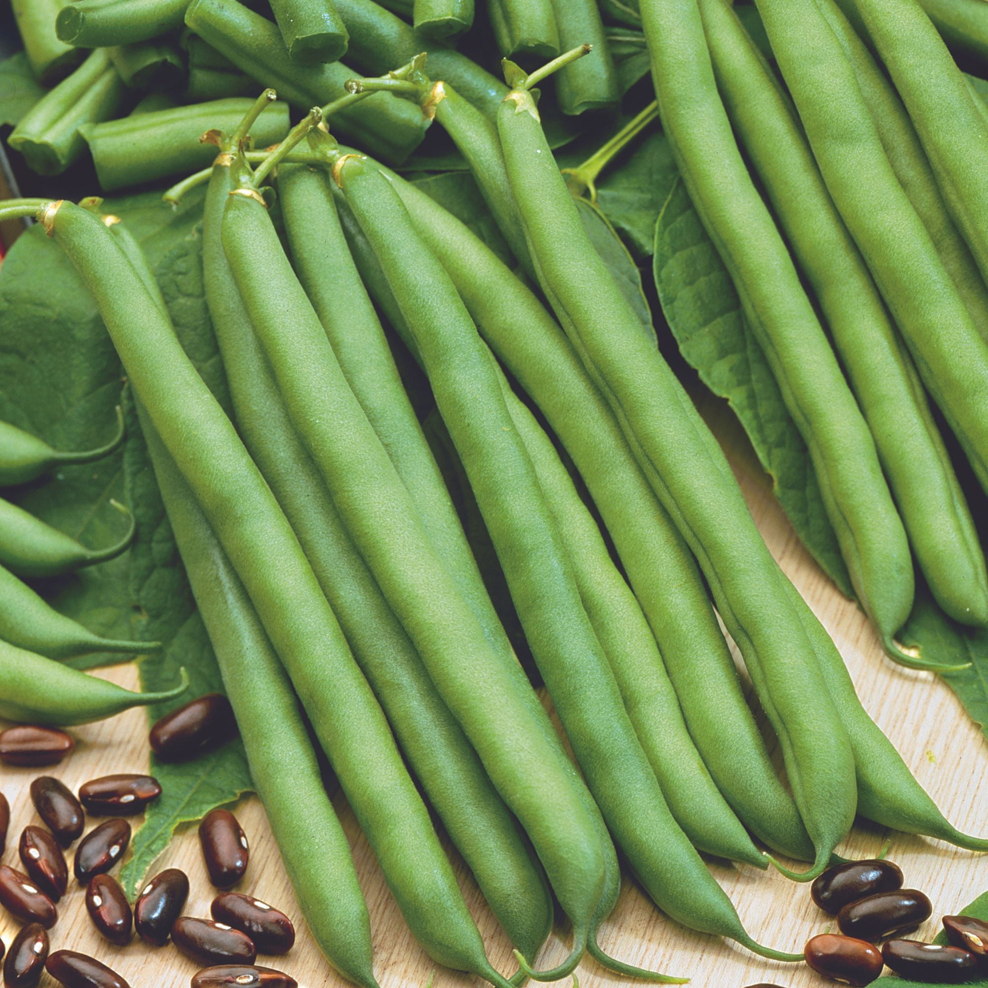 Mountain Valley Seed Company Landreth Stringless Bush Bean Seeds