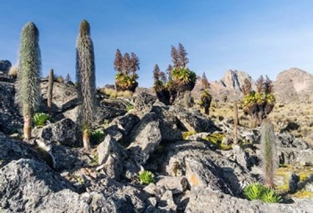 Landscape Mount Kenya National Park Kenya Canvas Art - Martin Zwick DanitaDelimont (18 x 12)