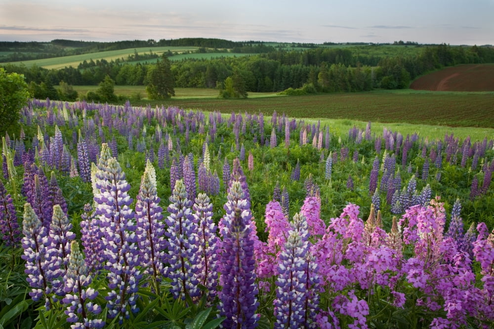 Landscape Of Lupins And Phlox Clinton Prince Edward Island Canvas Art - John Sylvester Design Pics (34 x 22)