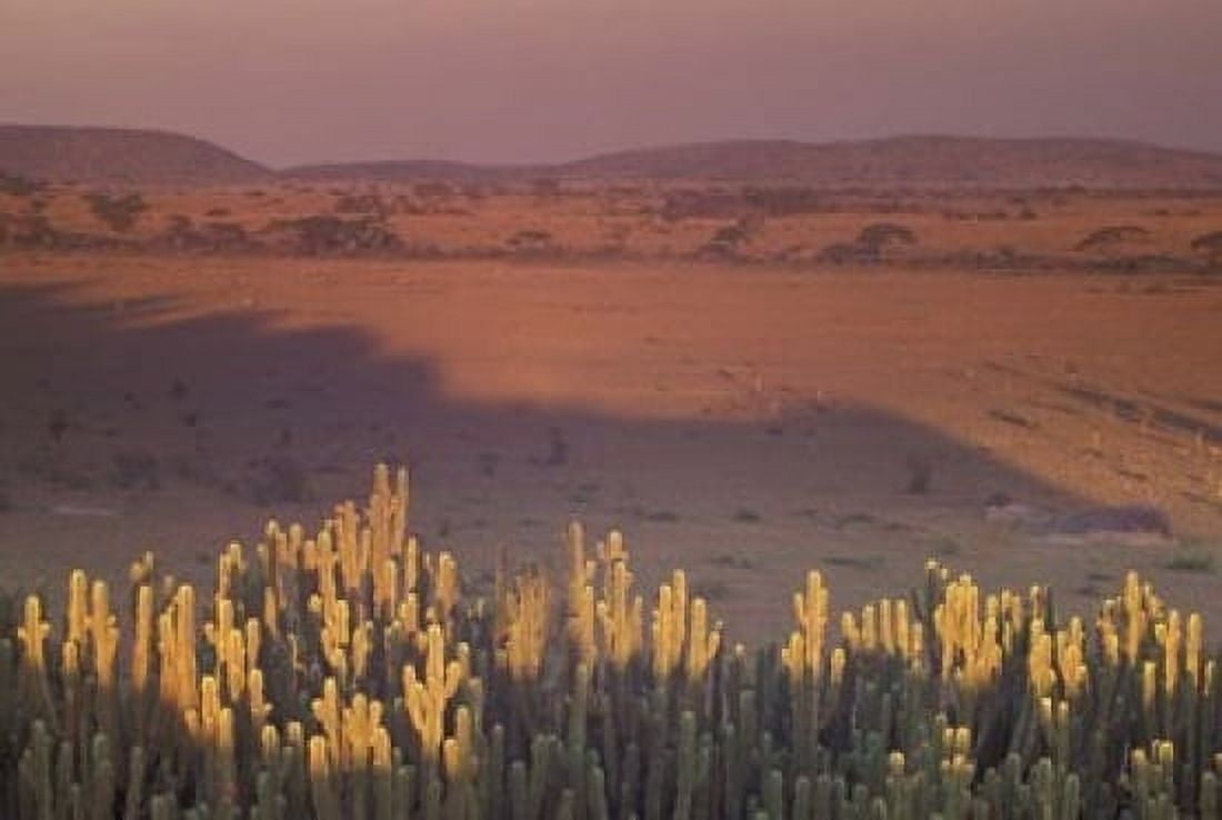 Landscape View Serengeti National Park Tanzania Canvas Art - Art Wolfe DanitaDelimont (24 x 15)