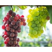Landscape grapes - strong vertical growth, naturally rugged vines, suitable for climbing and greening embellishment