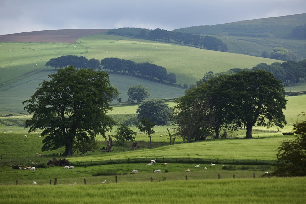 Landscape near Thirlestane Borders Scotland Canvas Art - Carl Bruemmer Design Pics (19 x 12)